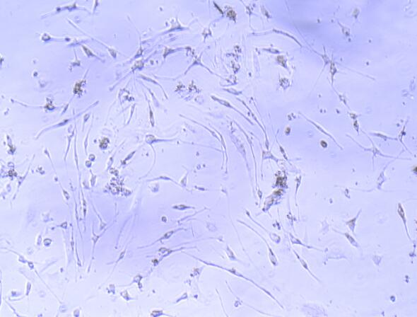 小鼠脂肪间充质干细胞(ADSCs)原代细胞