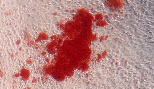 兔脂肪间充质干细胞(ADSCs)原代细胞