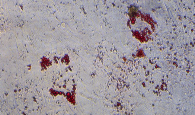 兔脂肪间充质干细胞(ADSCs)原代细胞