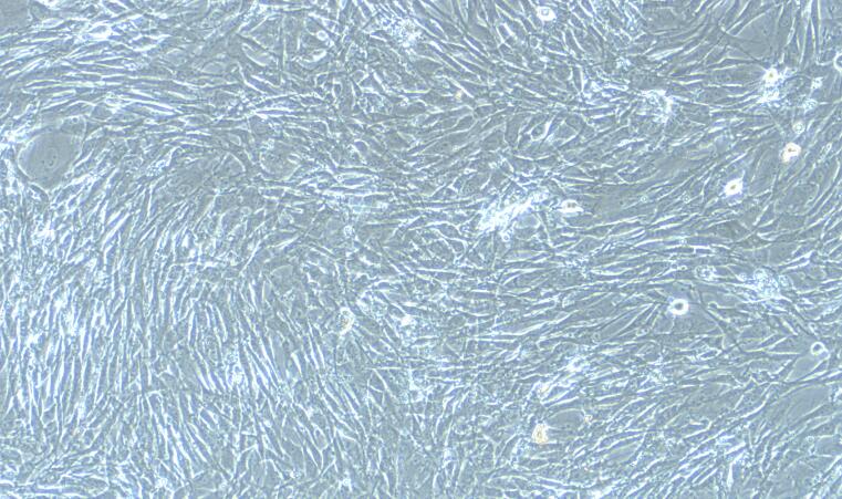 大鼠皮下脂肪前体细胞(SPrAD)原代细胞