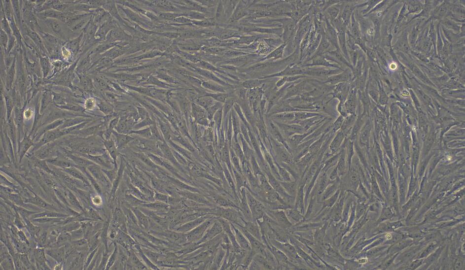 兔皮下脂肪前体细胞(SPrAD)原代细胞