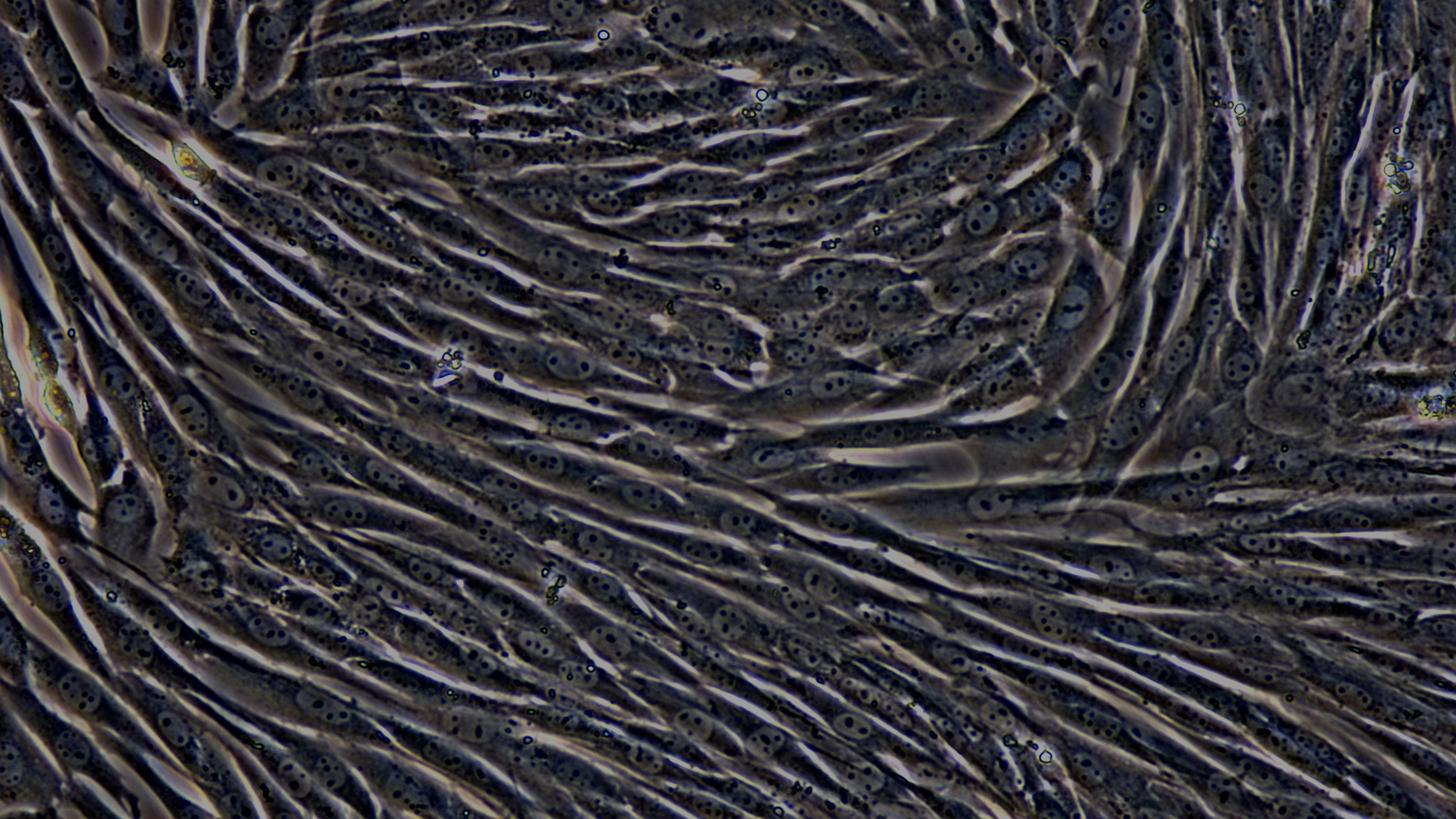山羊肺成纤维细胞(PF)原代细胞