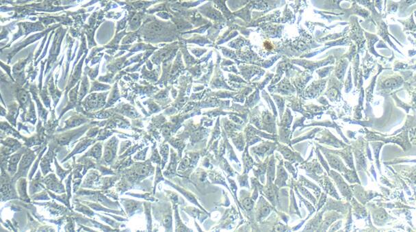 犬子宫内膜上皮细胞(EEC)原代细胞