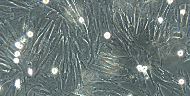 犬胸腺成纤维细胞(TF)原代细胞