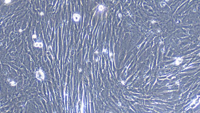 山羊胸腺成纤维细胞(TF)原代细胞
