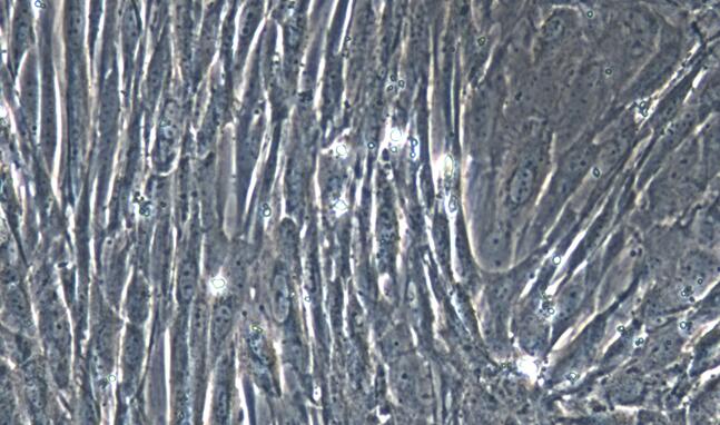 山羊胸腺成纤维细胞(TF)原代细胞