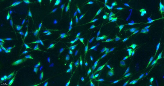 大鼠雪旺细胞(SC)原代细胞