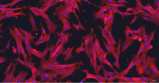 犬子宫平滑肌细胞(USMC)原代细胞