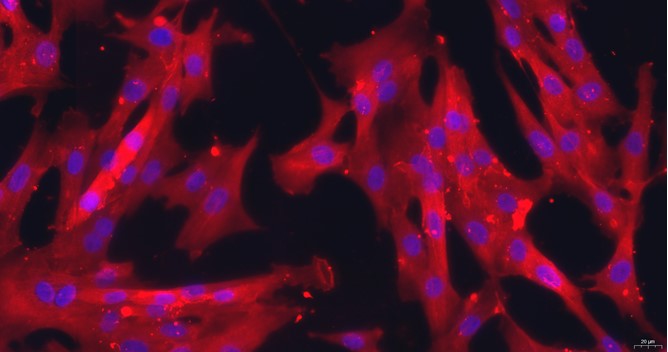 犬子宫平滑肌细胞(USMC)原代细胞