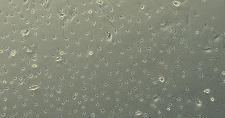 小鼠神经小胶质细胞(MC)原代细胞