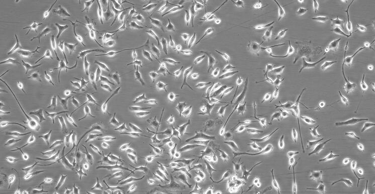 小鼠神经小胶质细胞(MC)原代细胞