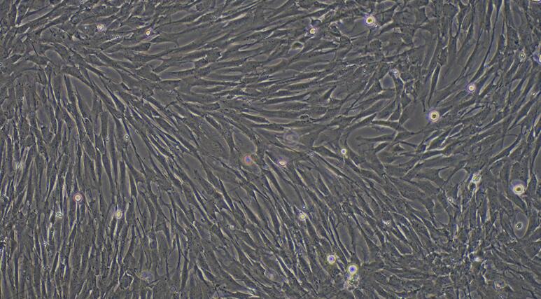 犬角膜成纤维细胞(CF)原代细胞