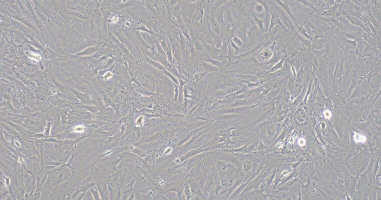 小鼠角膜成纤维细胞(CF)原代细胞