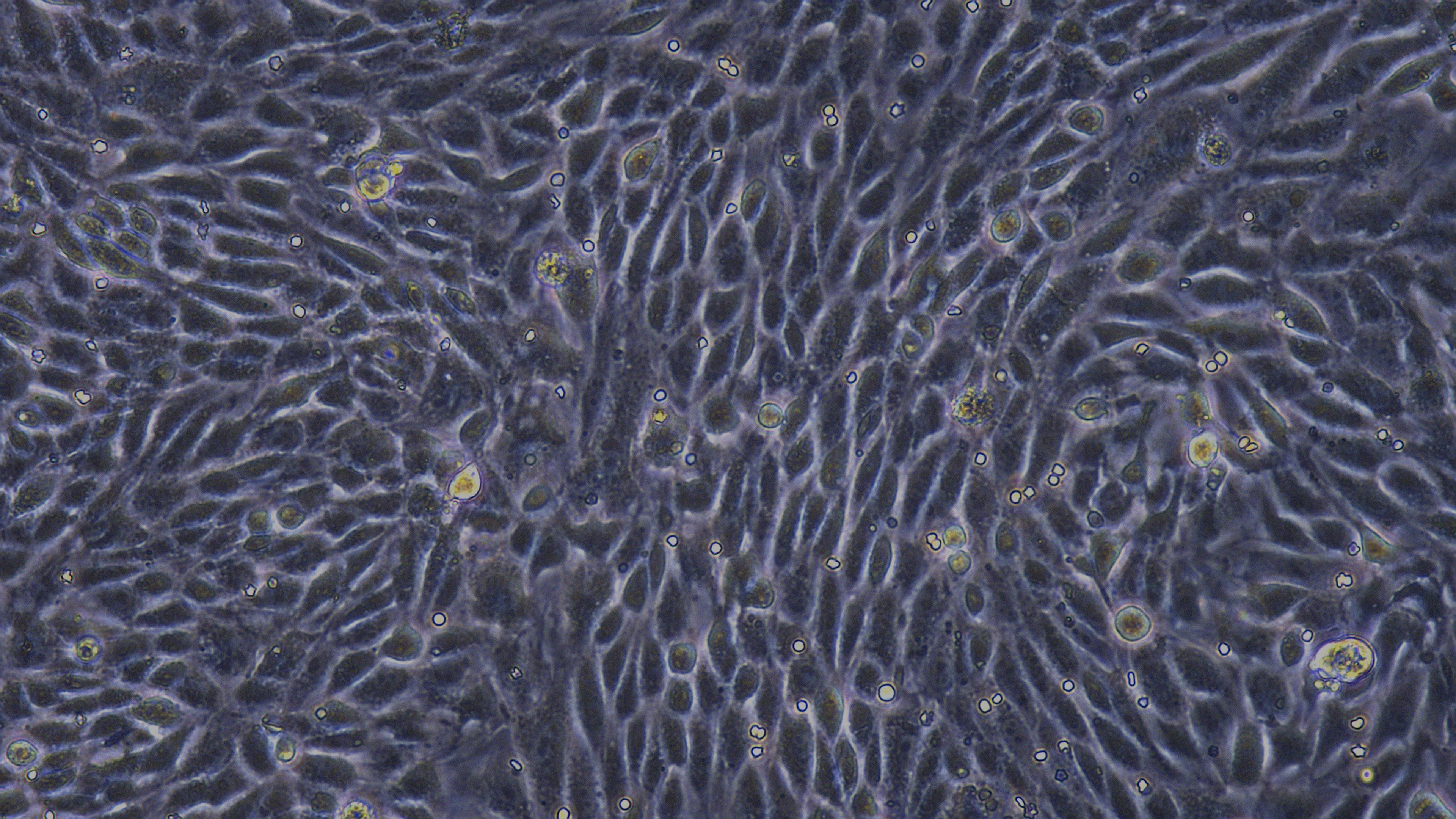 小鼠肾小管上皮细胞(RTEC)原代细胞