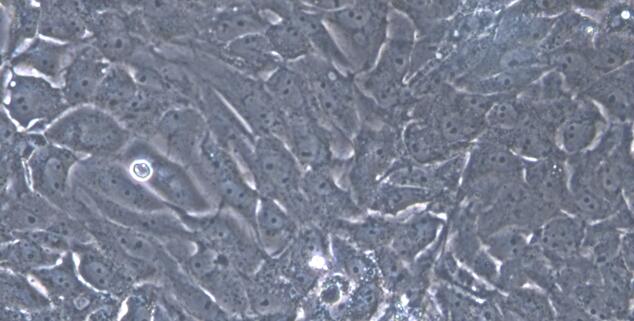 猪肾小管上皮细胞(RTEC)原代细胞