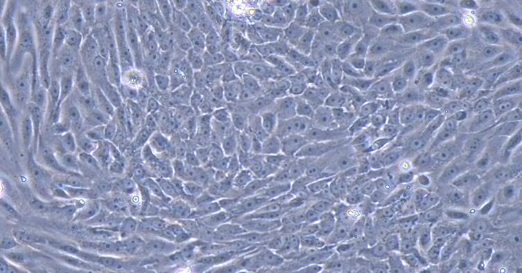 犬尿路上皮细胞(UC)原代细胞