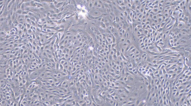 山羊尿路上皮细胞(UC)原代细胞