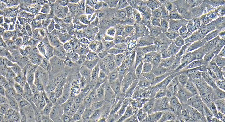 大鼠尿路上皮细胞(UC)原代细胞