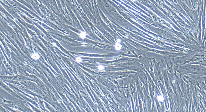 犬膀胱平滑肌细胞(BSMC)原代细胞