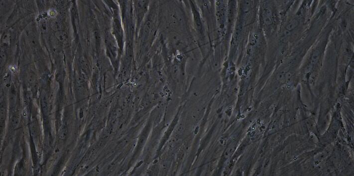 兔膀胱平滑肌细胞(BSMC)原代细胞