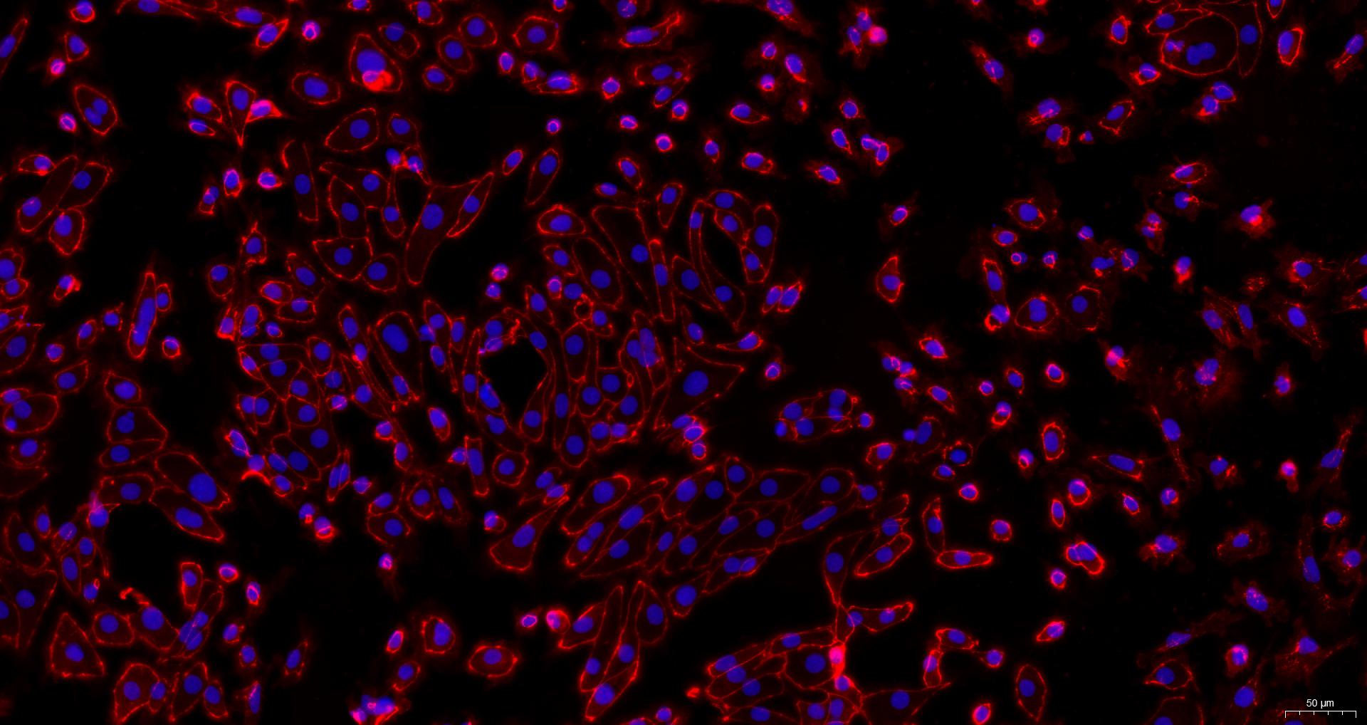 小鼠肾皮质上皮细胞(RCEC)原代细胞