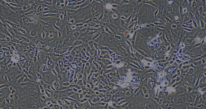 兔肾皮质上皮细胞(RCEC)原代细胞