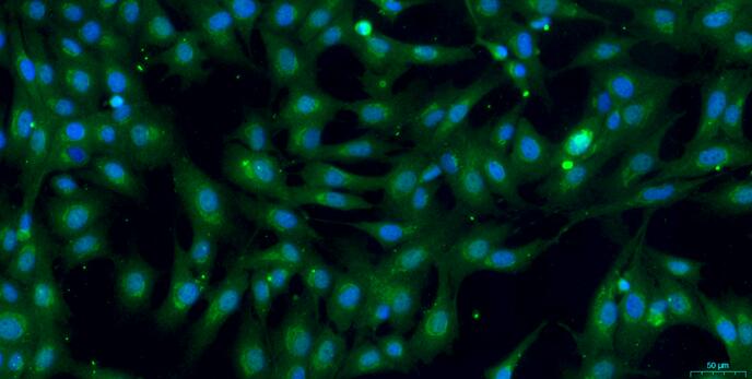 山羊气管平滑肌细胞(TSMC)原代细胞
