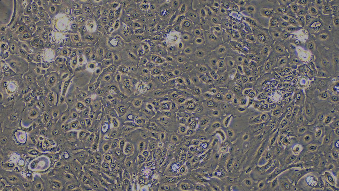 兔气管上皮细胞(TEC)原代细胞