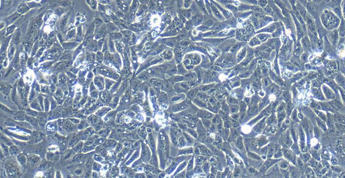 兔新生儿表皮角质形成细胞(NEK)原代细胞