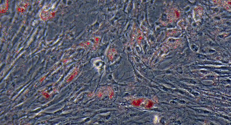 小鼠骨髓间充质干细胞(BMMSCs)原代细胞