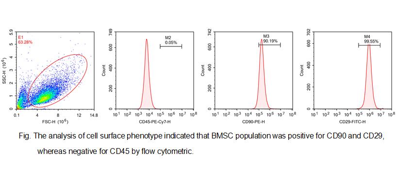 大鼠骨髓间充质干细胞(BMMSCs)原代细胞