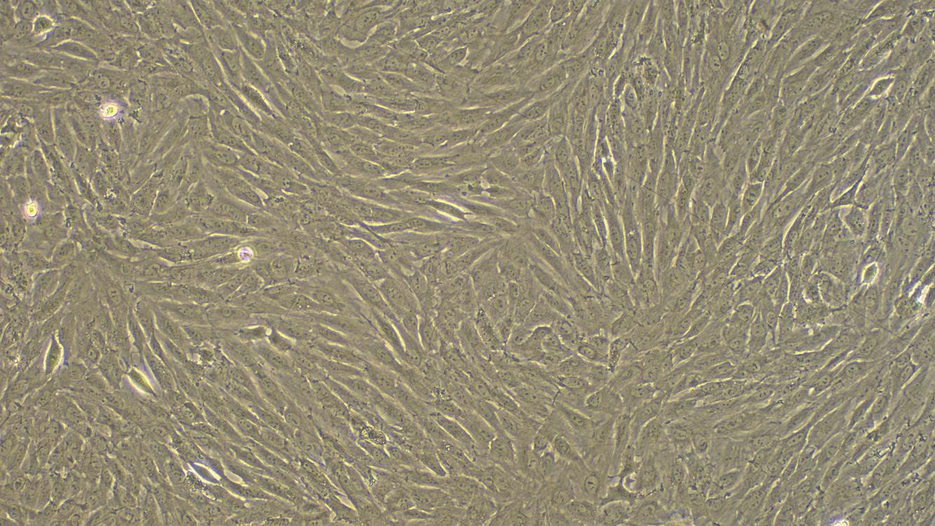兔骨髓间充质干细胞(BMMSCs)原代细胞