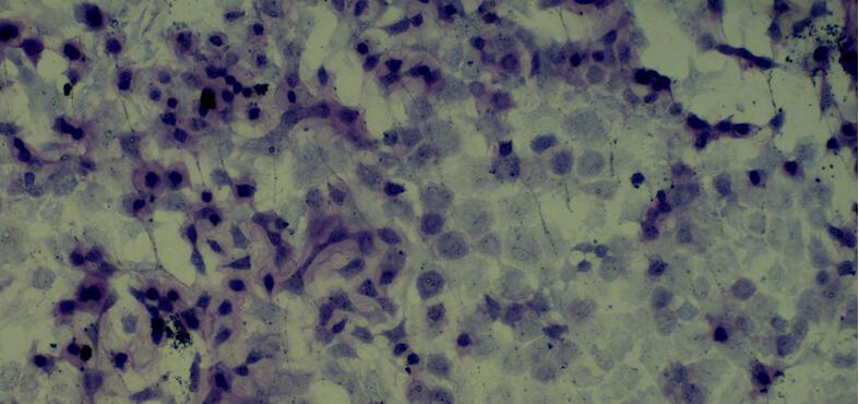 兔骨髓间充质干细胞(BMMSCs)原代细胞