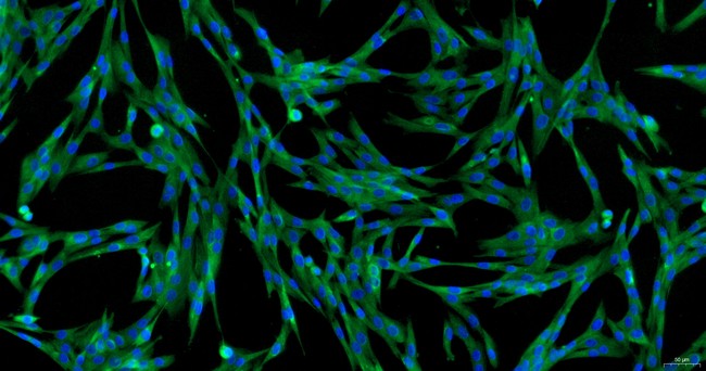 犬肾上腺成纤维细胞(ADF)原代细胞