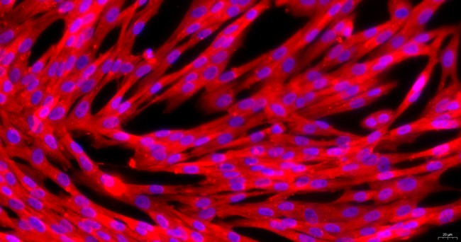 犬肾上腺成纤维细胞(ADF)原代细胞