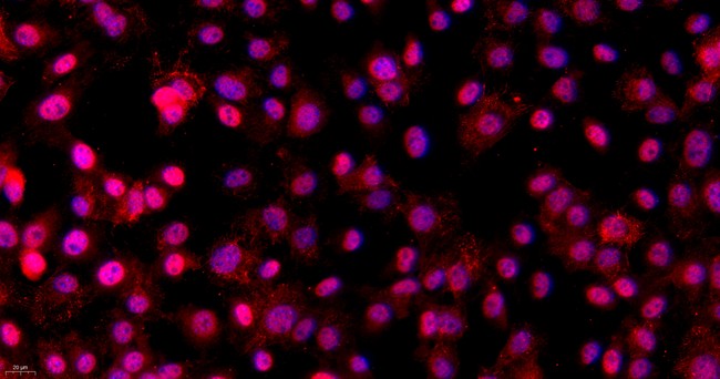 小鼠成骨细胞(OB)原代细胞
