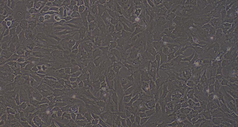 大鼠成骨细胞(OB)原代细胞