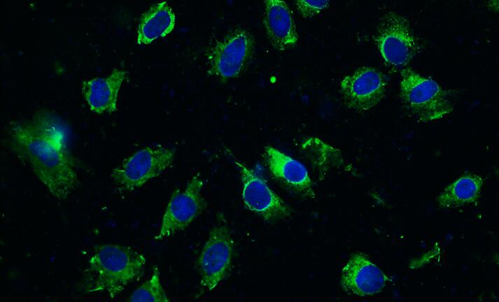 大鼠成骨细胞(OB)原代细胞