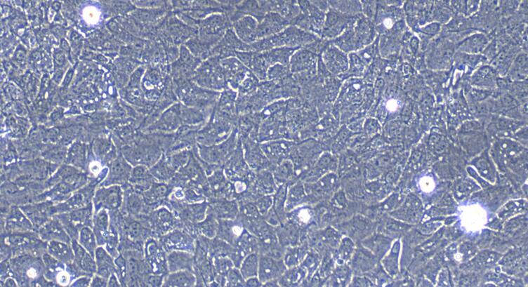 山羊食管上皮细胞(EEC)原代细胞