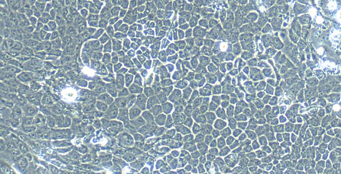 小鼠食管上皮细胞(EEC)原代细胞