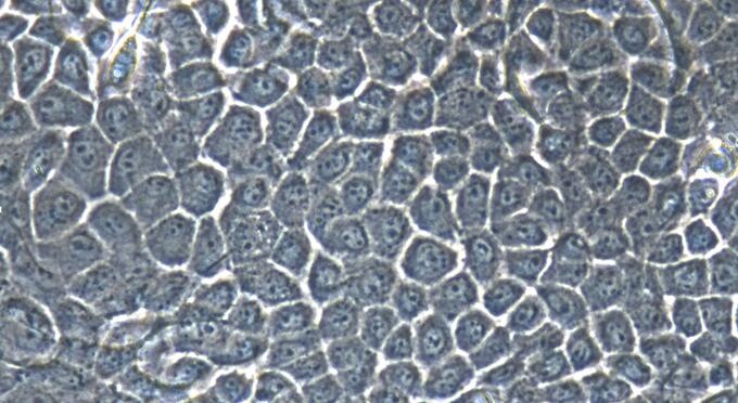 小鼠食管上皮细胞(EEC)原代细胞