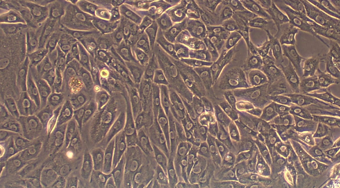 大鼠食管上皮细胞(EEC)原代细胞