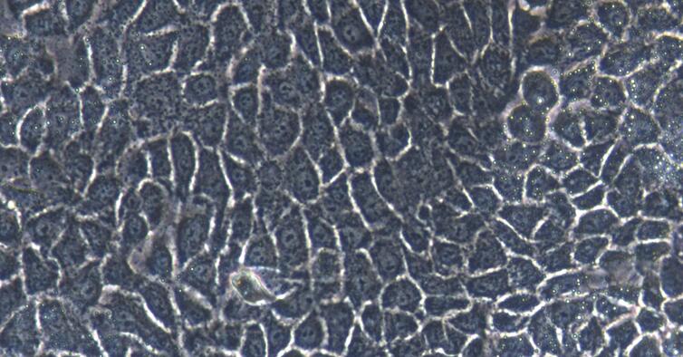 兔食管上皮细胞(EEC)原代细胞