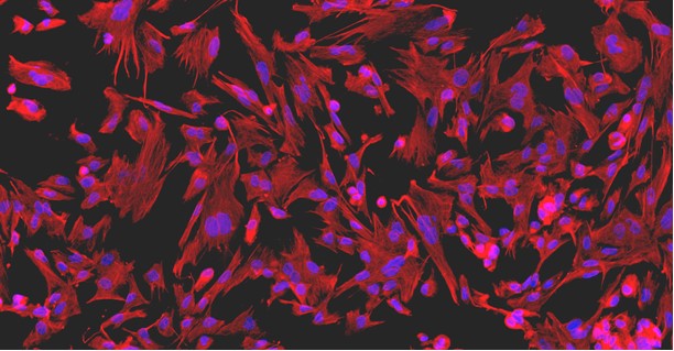 小鼠睾丸支持细胞(SEC)原代细胞