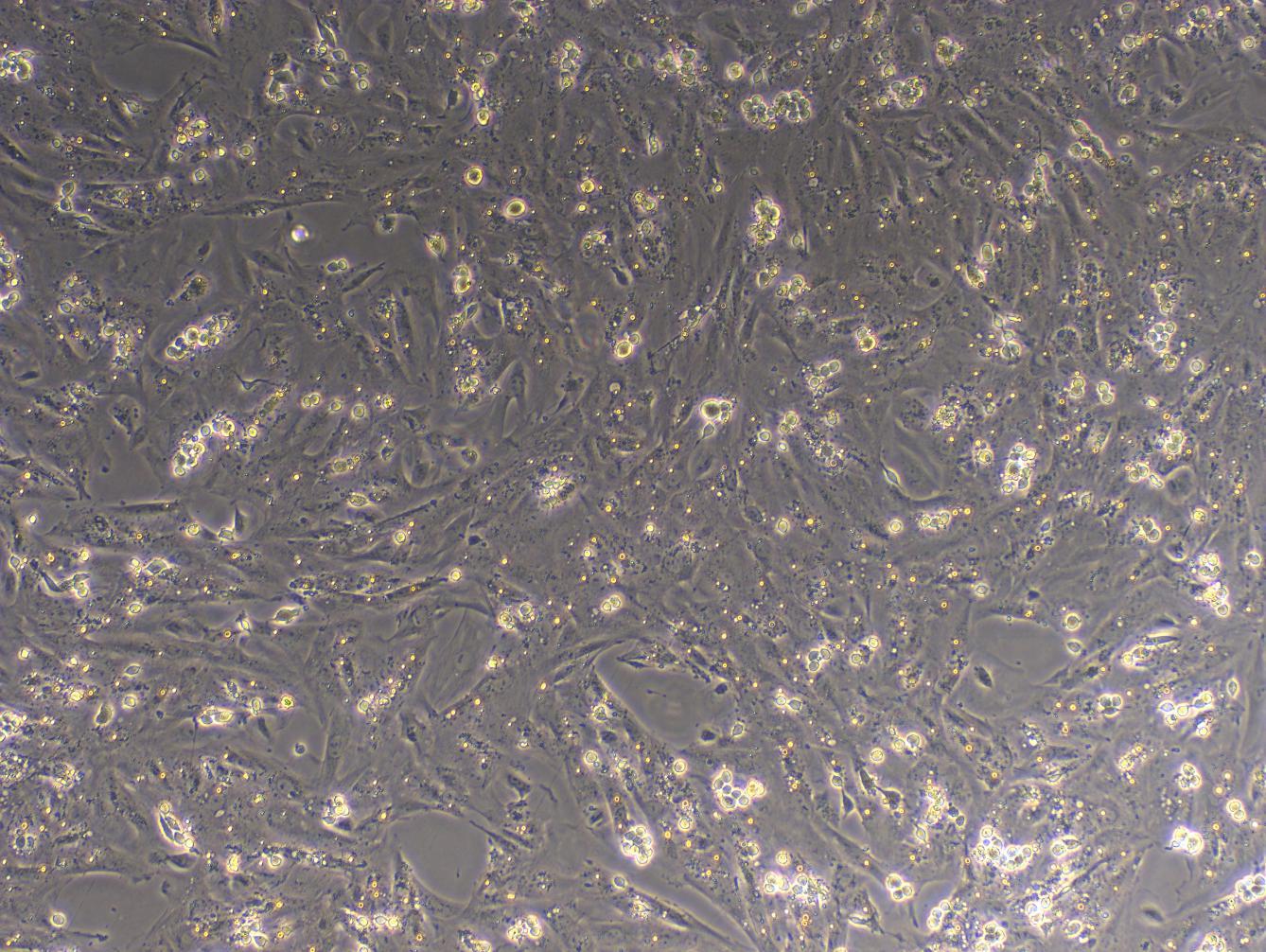 大鼠睾丸支持细胞(SEC)原代细胞