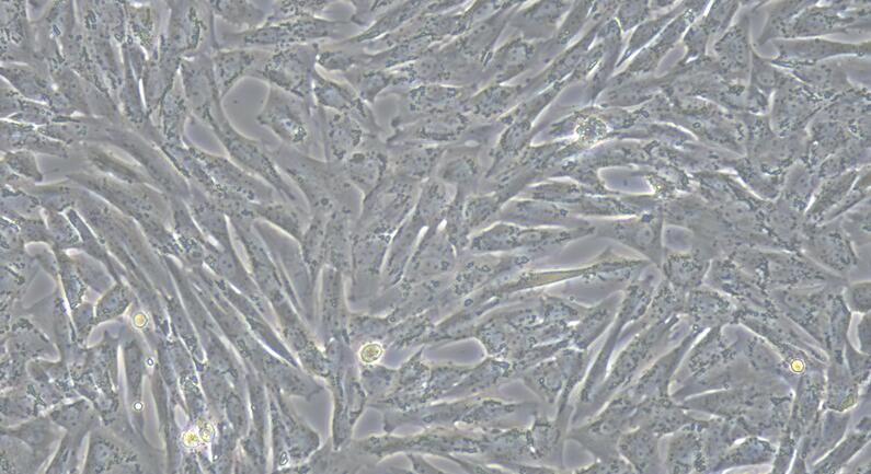 犬髓核细胞(NPC)原代细胞
