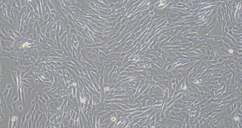 犬髓核细胞(NPC)原代细胞