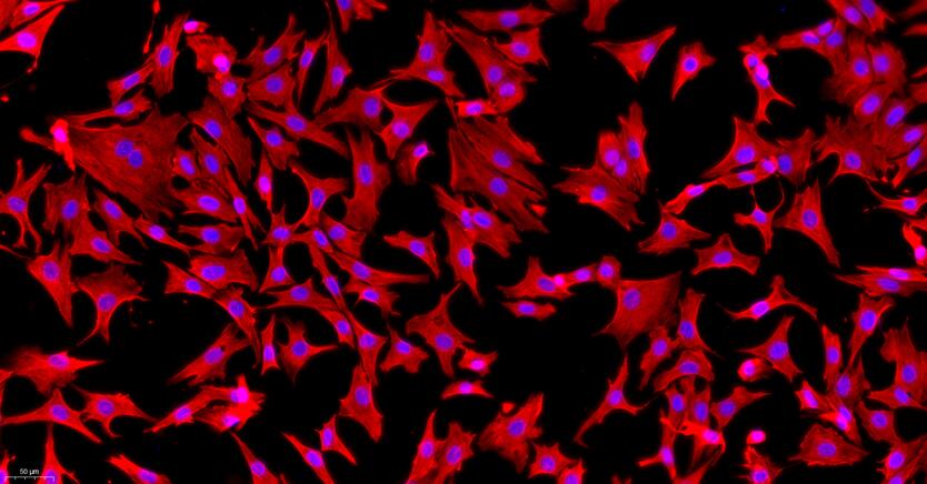 山羊髓核细胞(NPC)原代细胞