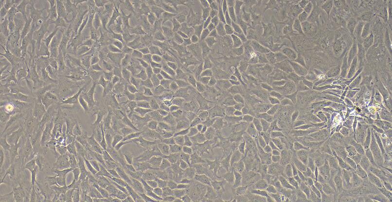 大鼠髓核细胞(NPC)原代细胞