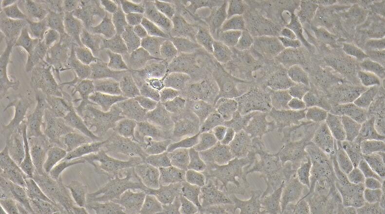 大鼠髓核细胞(NPC)原代细胞